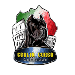 Cane Corso Italiano no Brasil – Filhotes de linhagem pura com pedigree, criados com excelência no Ceolin Corso. Conheça nossos exemplares de Cane Corso com estrutura robusta, temperamento equilibrado e genética selecionada. Entregamos filhotes para todo o Brasil!
